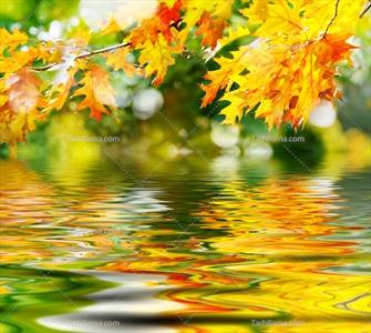 تصویر با کیفیت برگ های پاییزی و رودخانه